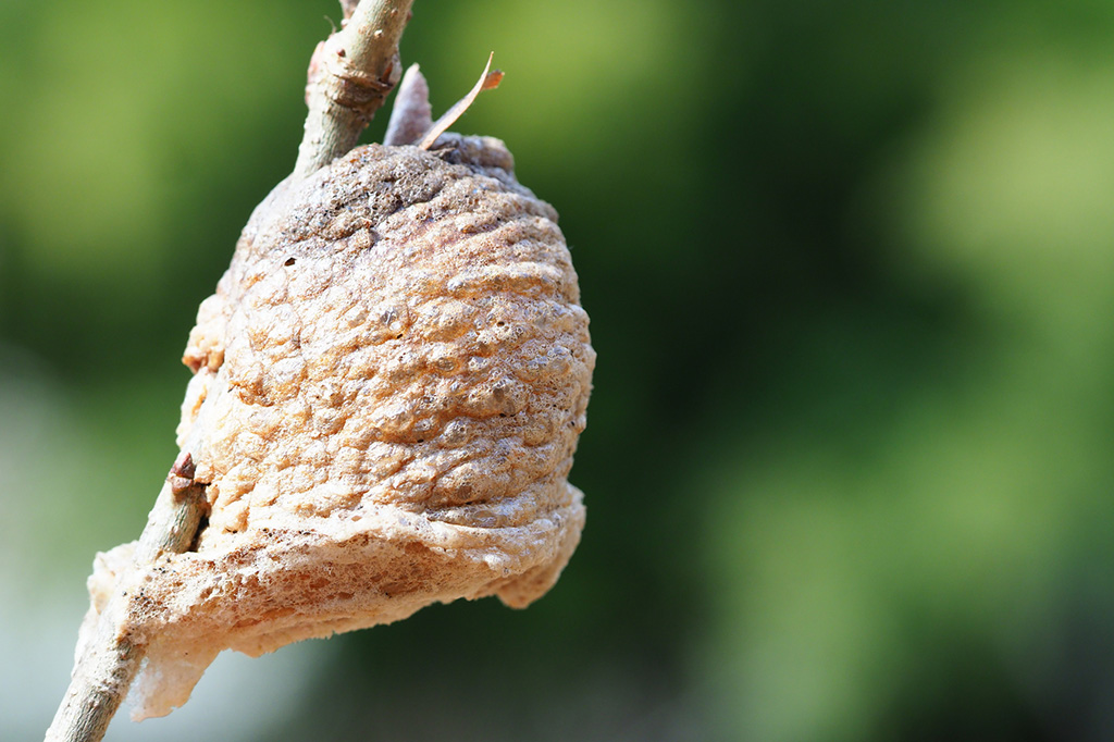 オオカマキリの卵