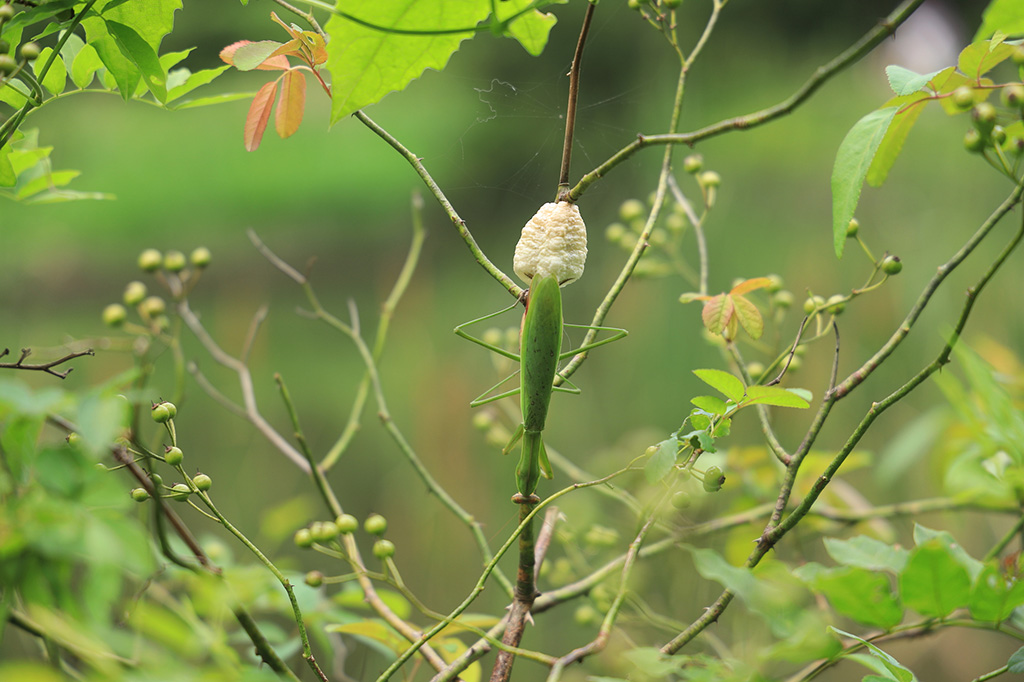 オオカマキリの産卵シーン