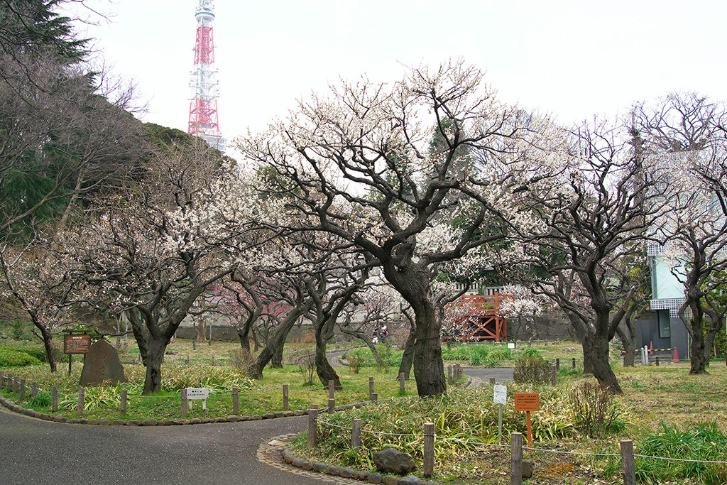 「銀世界の梅」と名付けられた紅白梅/都立芝公園（東京都/港区）