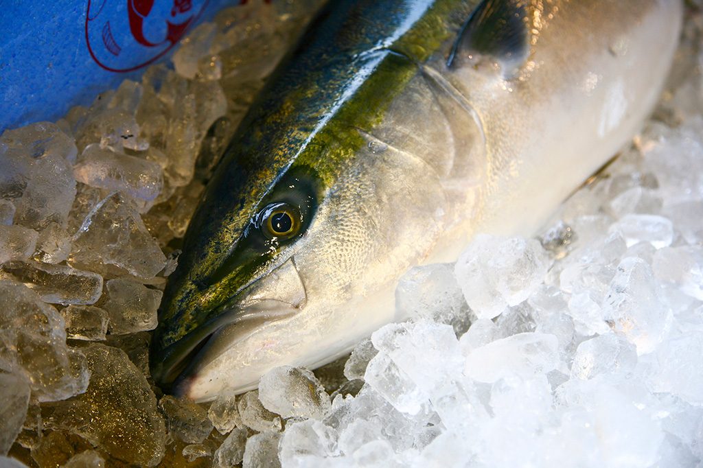 冬の味覚「ブリ」/富山移住