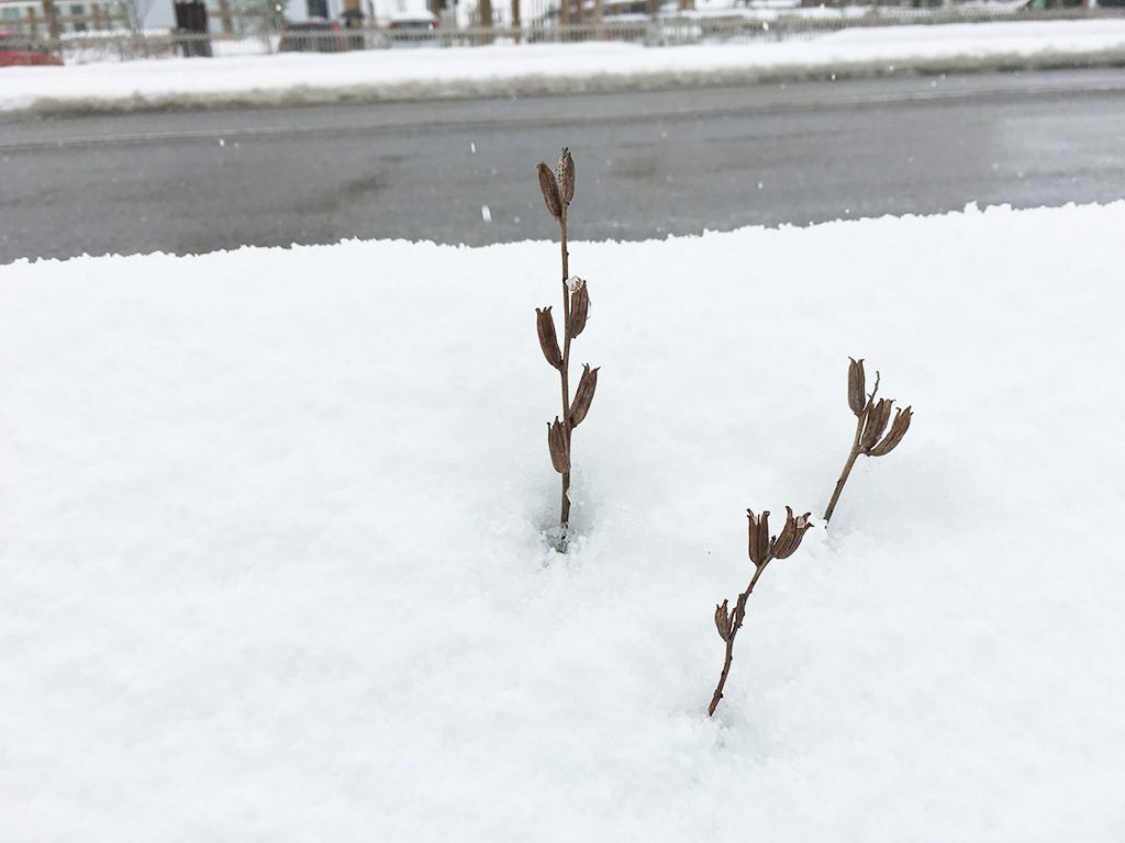 雪化粧の富山県