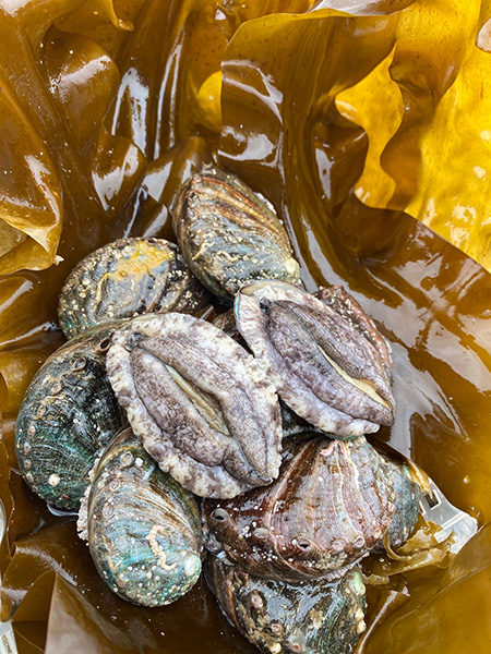 北海道奥尻町の「活アワビ」