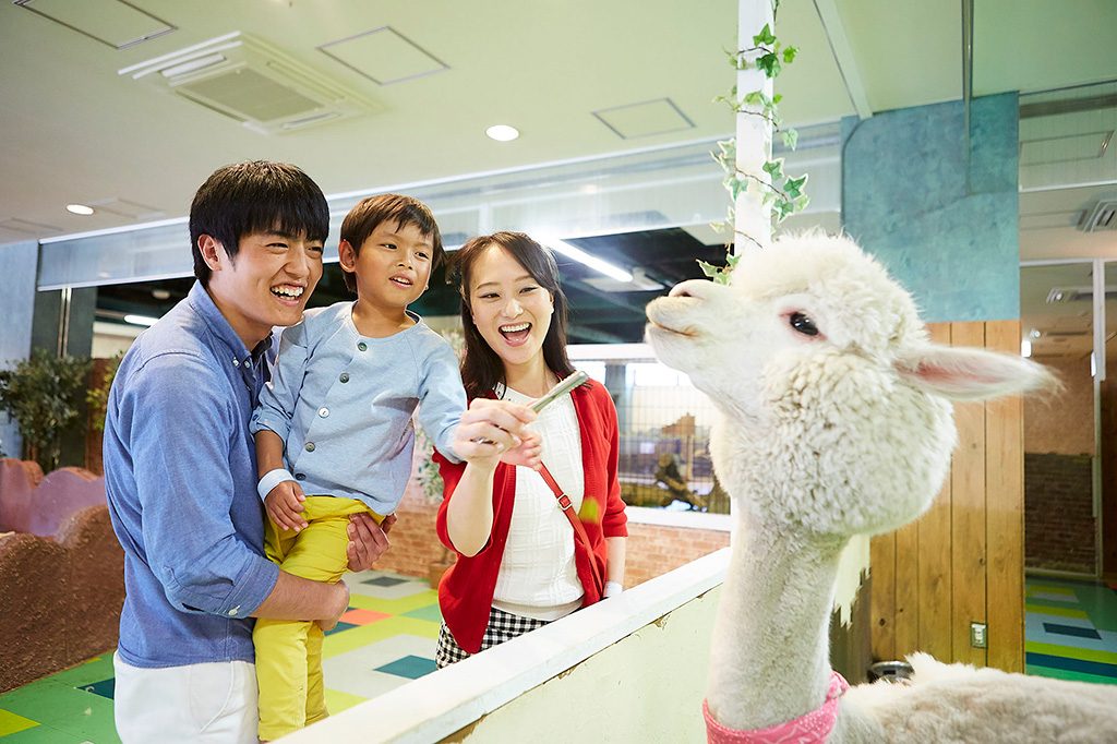 どうぶつハグハグたうんのアルパカ/ひらかたパーク（大阪府/枚方市）