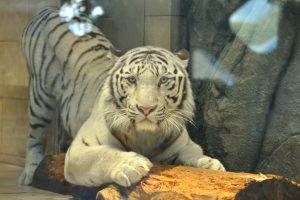 ニフレルを子どもと楽しもう！ホワイトタイガーなど動物が間近な新感覚ミュージアム