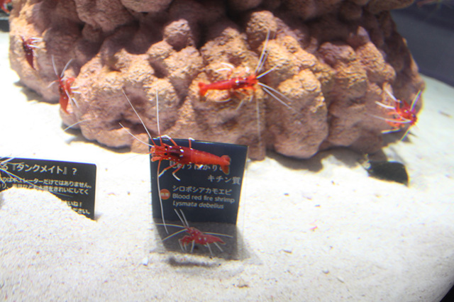 ビビッドな赤色の「シロボシアカモエビ」/NIFREL（ニフレル）（大阪府/吹田市）