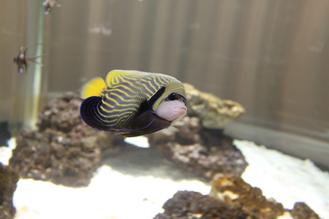 「タテジマキンチャクダイ」/NIFREL（ニフレル）（大阪府/吹田市）