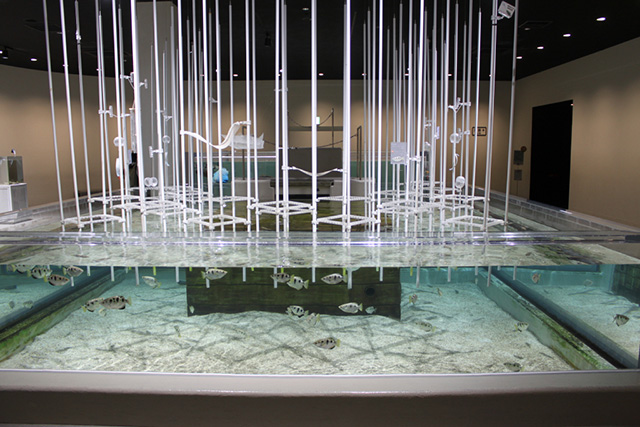 ユニークな特技をもつ「テッポウウオ」/NIFREL（ニフレル）（大阪府/吹田市）