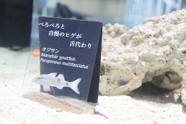 生きものの解説を記した“種名板”/NIFREL（ニフレル）（大阪府/吹田市）