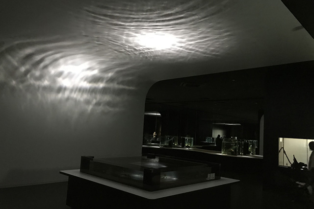 水の波紋と光と影で多様な“およぎ”を表現/NIFREL（ニフレル）（大阪府/吹田市）