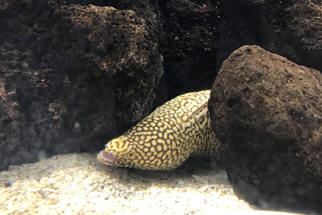 岩のすき間から顔を出す「ハナビラウツボ」/NIFREL（ニフレル）（大阪府/吹田市）