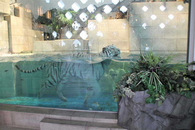 泳ぐホワイトタイガー/NIFREL（ニフレル）（大阪府/吹田市）