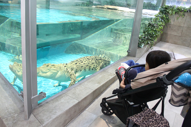 イリエワニ/NIFREL（ニフレル）（大阪府/吹田市）