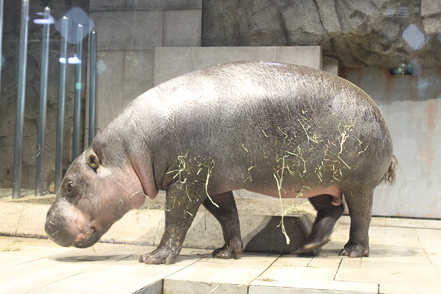 ミニカバの「モトモト」/NIFREL（ニフレル）（大阪府/吹田市）