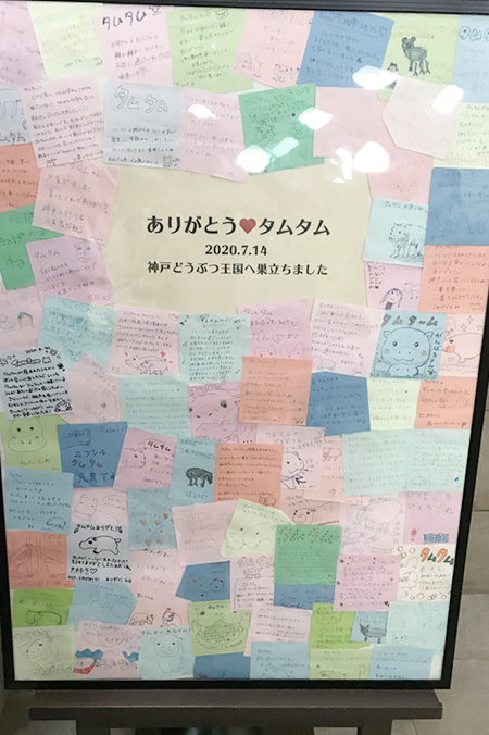 ミニカバ「タムタム」へのメッセージ/NIFREL（ニフレル）（大阪府/吹田市）