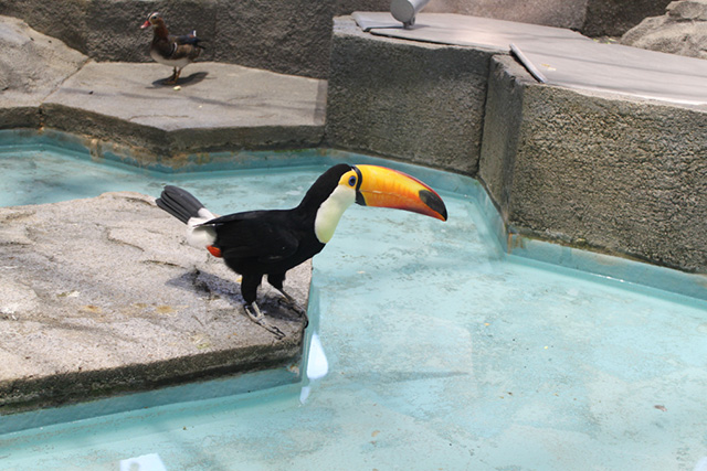 大きな口ばしをもつ「オニオオハシ」/NIFREL（ニフレル）（大阪府/吹田市）