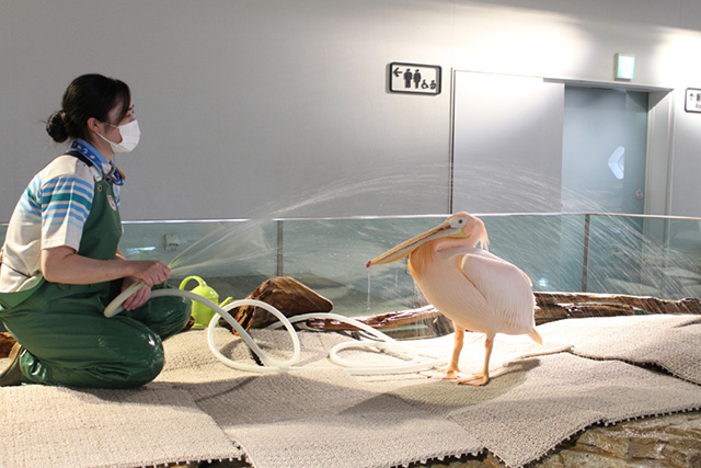 「モモイロペリカン」/NIFREL（ニフレル）（大阪府/吹田市）