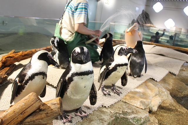 「ケープペンギン」/NIFREL（ニフレル）（大阪府/吹田市）