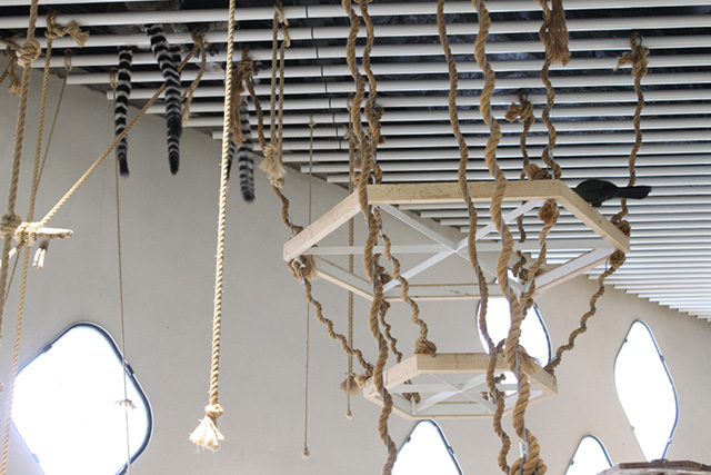 天井から垂れ下がるワオキツネザルのシッポ/NIFREL（ニフレル）（大阪府/吹田市）