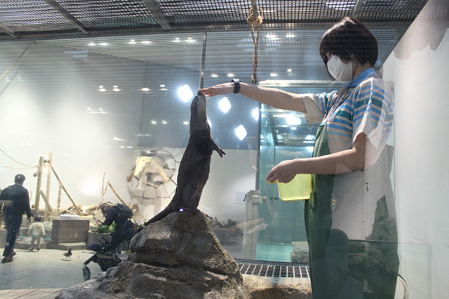 エサを食べる「コツメカワウソ」/NIFREL（ニフレル）（大阪府/吹田市）