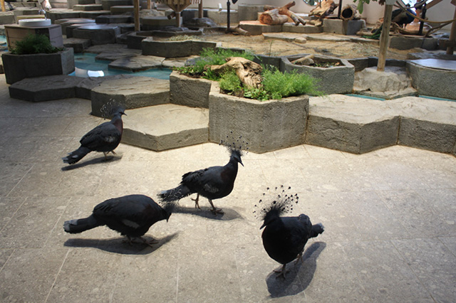 お散歩する「オウギバト」/NIFREL（ニフレル）（大阪府/吹田市）