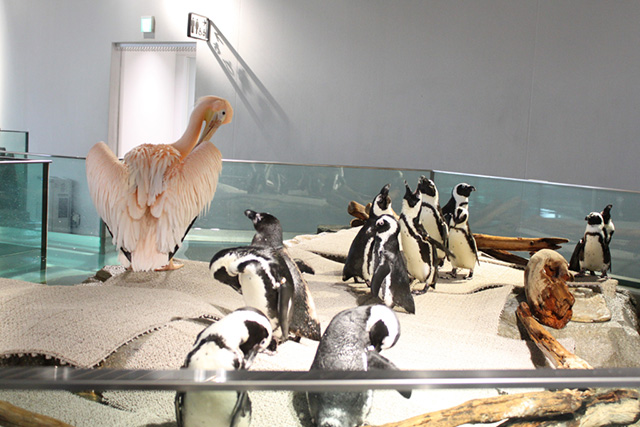 モモイロペリカンとケープペンギン/NIFREL（ニフレル）（大阪府/吹田市）