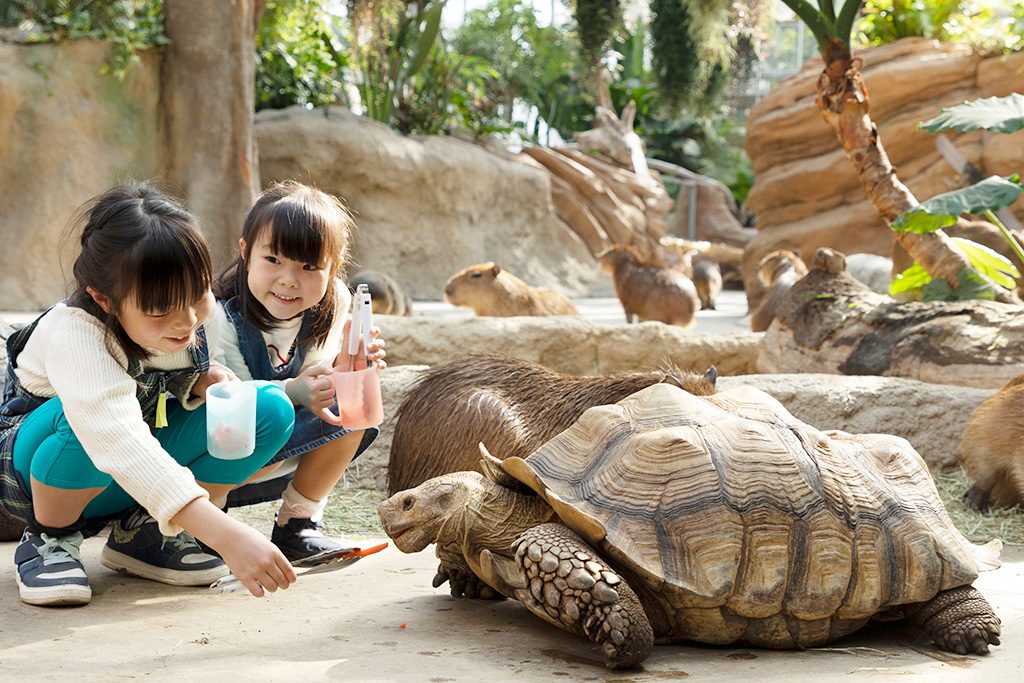 リクガメにエサをあげる子ども/神戸どうぶつ王国（兵庫県/神戸市）