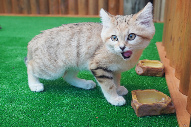 スナネコ/神戸どうぶつ王国（兵庫県/神戸市）
