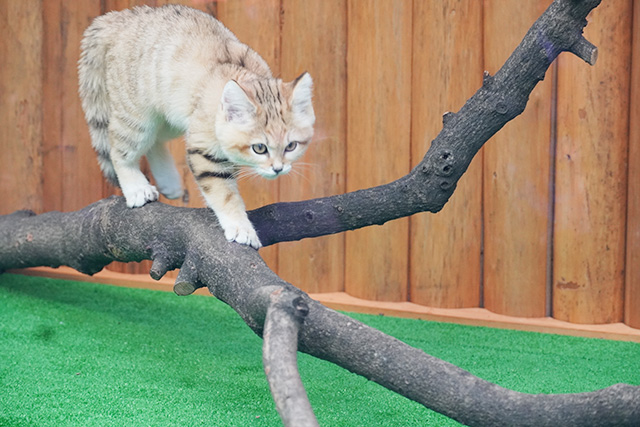 スナネコ/神戸どうぶつ王国（兵庫県/神戸市）