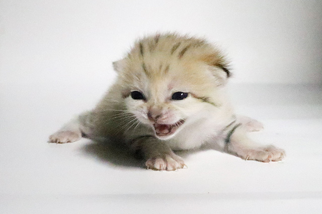 スナネコの赤ちゃん/神戸どうぶつ王国（兵庫県/神戸市）