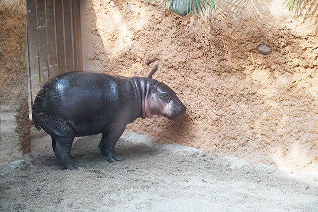 コビトカバのタムタム/神戸どうぶつ王国（兵庫県/神戸市）