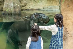 雨OK!神戸どうぶつ王国は、屋内にスナネコの赤ちゃんやバードショー、ふれあいも