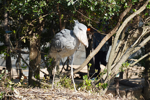 存在感抜群のハシビロコウ/神戸どうぶつ王国（兵庫県/神戸市）