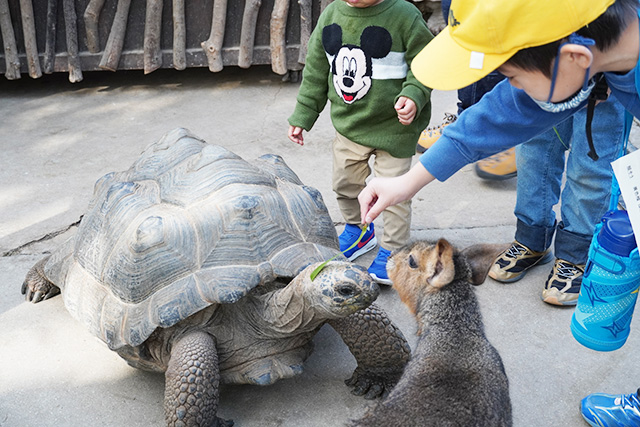 リクガメえさやりの様子/神戸どうぶつ王国（兵庫県/神戸市）