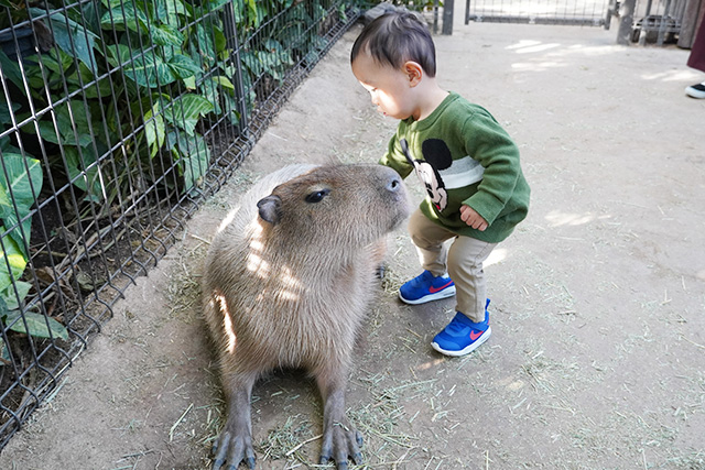 カピパラえさやりの様子/神戸どうぶつ王国（兵庫県/神戸市）