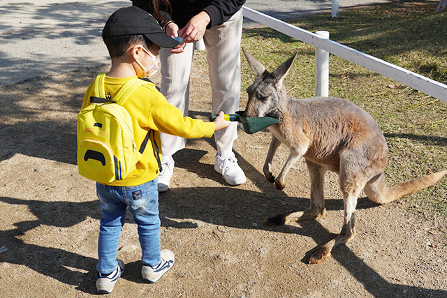 カンガルーえさやりの様子/神戸どうぶつ王国（兵庫県/神戸市）