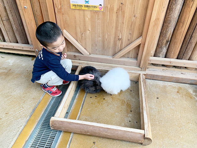 ピョンタッチ広場でウサギに触る子ども/神戸どうぶつ王国（兵庫県/神戸市）