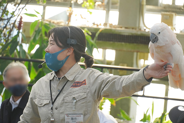 バードパフォーマンスショーのオウム/神戸どうぶつ王国（兵庫県/神戸市）