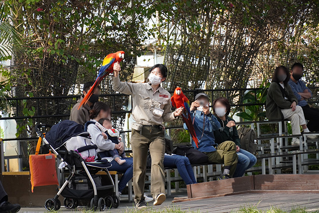 バードパフォーマンスショーの様子/神戸どうぶつ王国（兵庫県/神戸市）