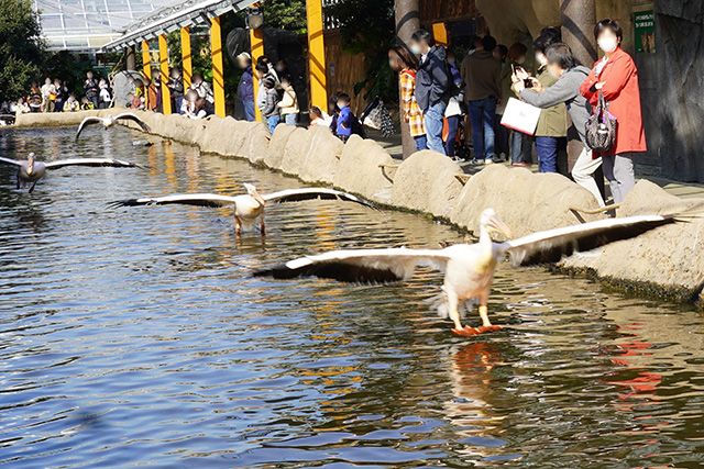 ペリカンフライト/神戸どうぶつ王国（兵庫県/神戸市）