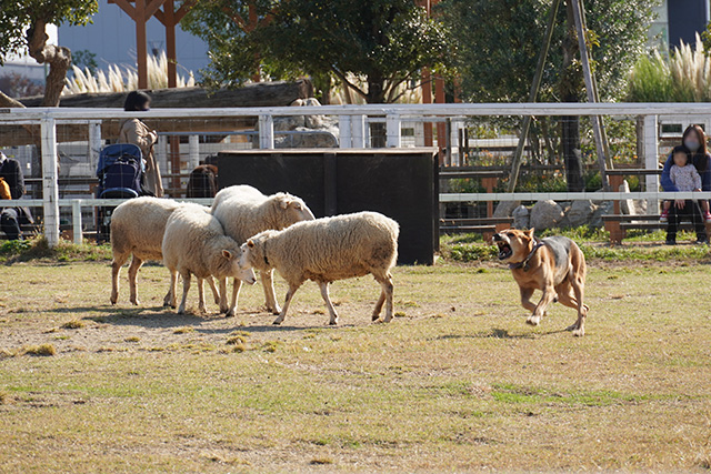 ドッグパフォーマンスショーの様子/神戸どうぶつ王国（兵庫県/神戸市）
