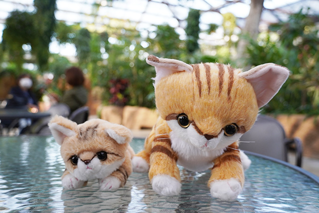 オリジナルスナネコぬいぐるみ/神戸どうぶつ王国（兵庫県/神戸市）