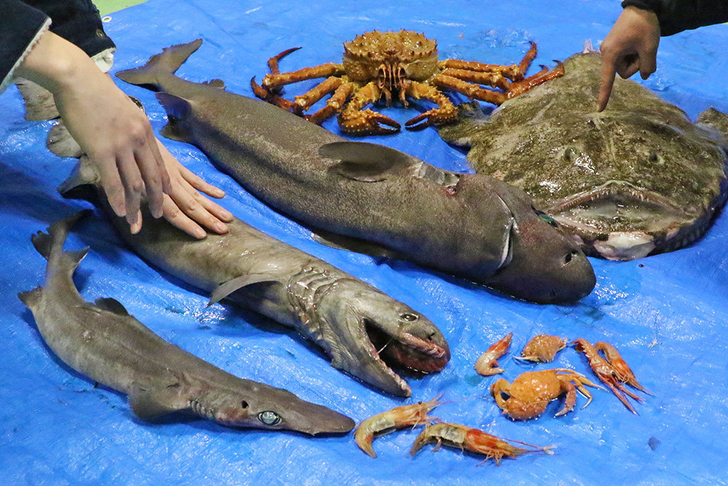 さわることができる深海生物/八景島シーパラダイス(神奈川県/横浜市)
