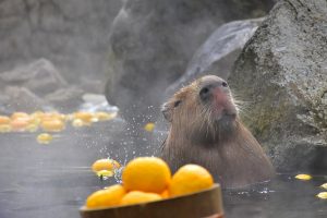 冬の風物詩『元祖カピバラの露天風呂』2020が「伊豆シャボテン動物公園」で開催中