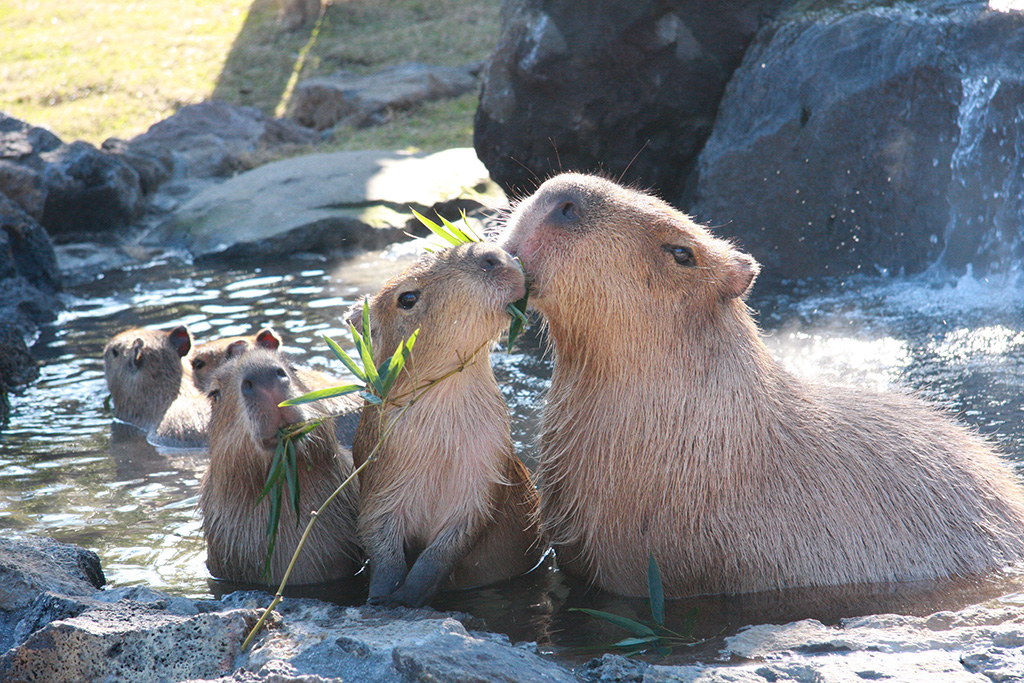 温泉に入るカピバラ/伊豆シャボテン動物公園（静岡県/伊東市）