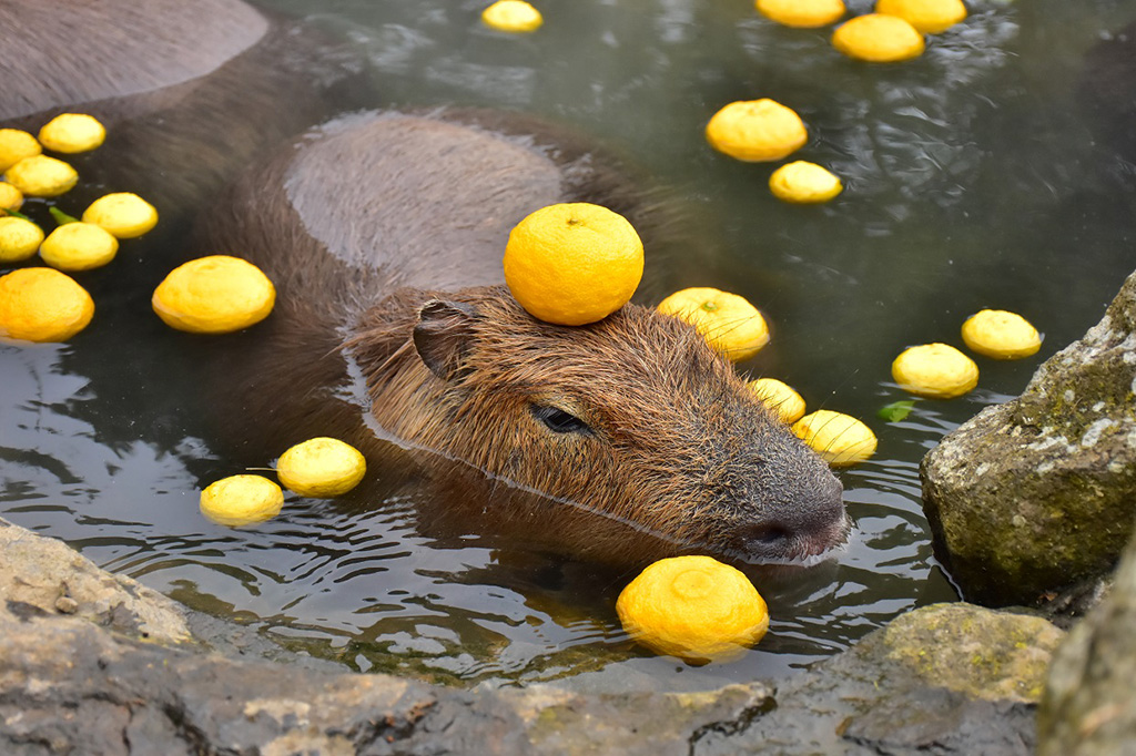 温泉に入るカピバラ/伊豆シャボテン動物公園（静岡県/伊東市）