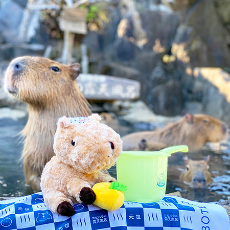 伝統のカピバラ手ぬぐい、小さな手桶、カピバラぬいぐるみ/伊豆シャボテン動物公園（静岡県/伊東市）