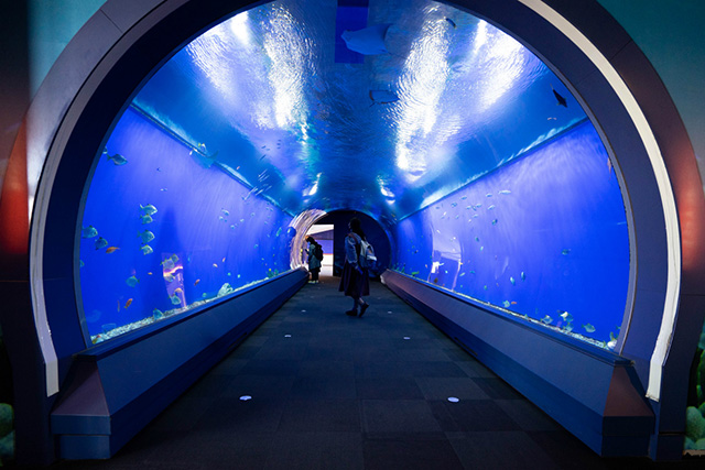 トンネル型の水槽/海遊館(大阪府/大阪市)