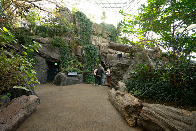日本の森を再現したエリア/海遊館(大阪府/大阪市)