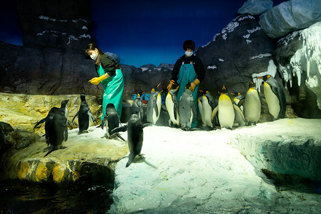 ペンギンのお食事タイムの様子/海遊館(大阪府/大阪市)