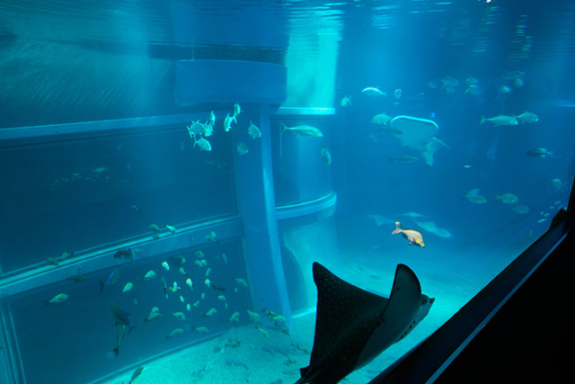 巨大水槽で泳ぐマンタや魚たち/海遊館(大阪府/大阪市)